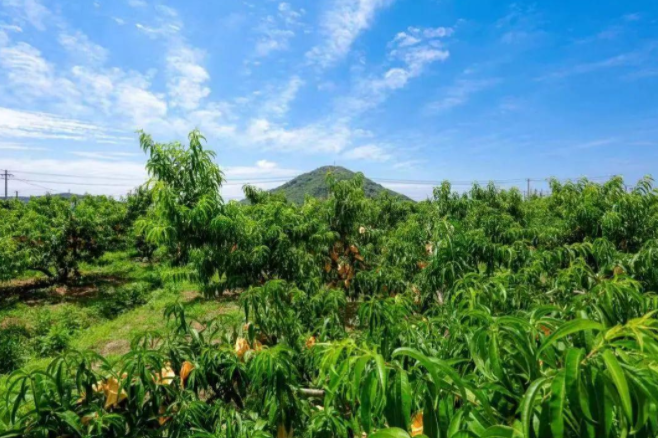 樂淘淘太湖風(fēng)光好 甜蜜蜜陽(yáng)山水蜜桃